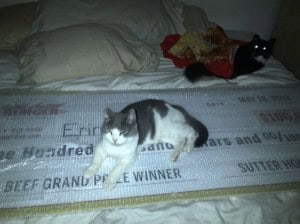 cat